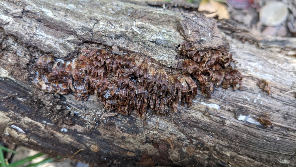 Xylobolus spectabilis · November 2022 · photo: © atsushi_nakajima_cirque (iNaturalist, cc-by)
