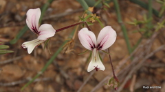 Pelargonium tetragonum
