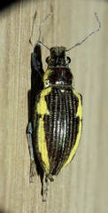 Naupactus