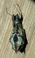 Naupactus