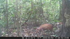 Cephalophorus callipygus