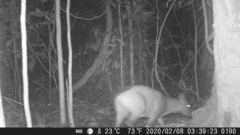 Cephalophus dorsalis