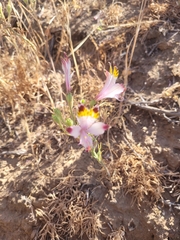 Alstroemeria pulchra