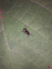 Dolichoderus bispinosus
