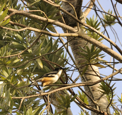 Laniarius ferrugineus