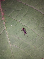 Dolichoderus bispinosus