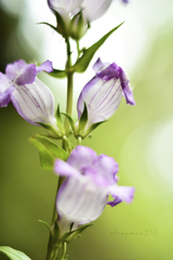 Penstemon campanulatus