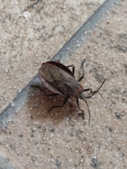 Spartocera