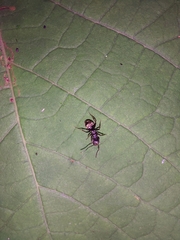Dolichoderus bispinosus
