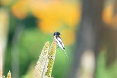Pericrocotus erythropygius