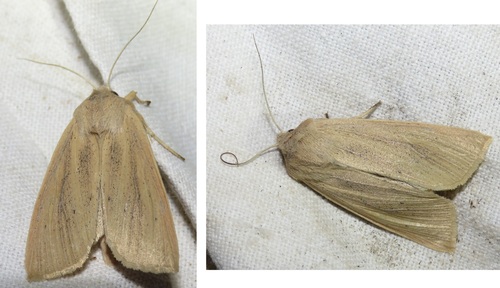 Rhizedra lutosa