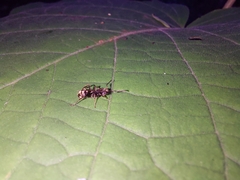 Dolichoderus bispinosus