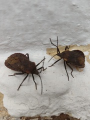 Spartocera