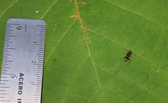 Dolichoderus bispinosus