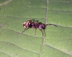 Dolichoderus bispinosus