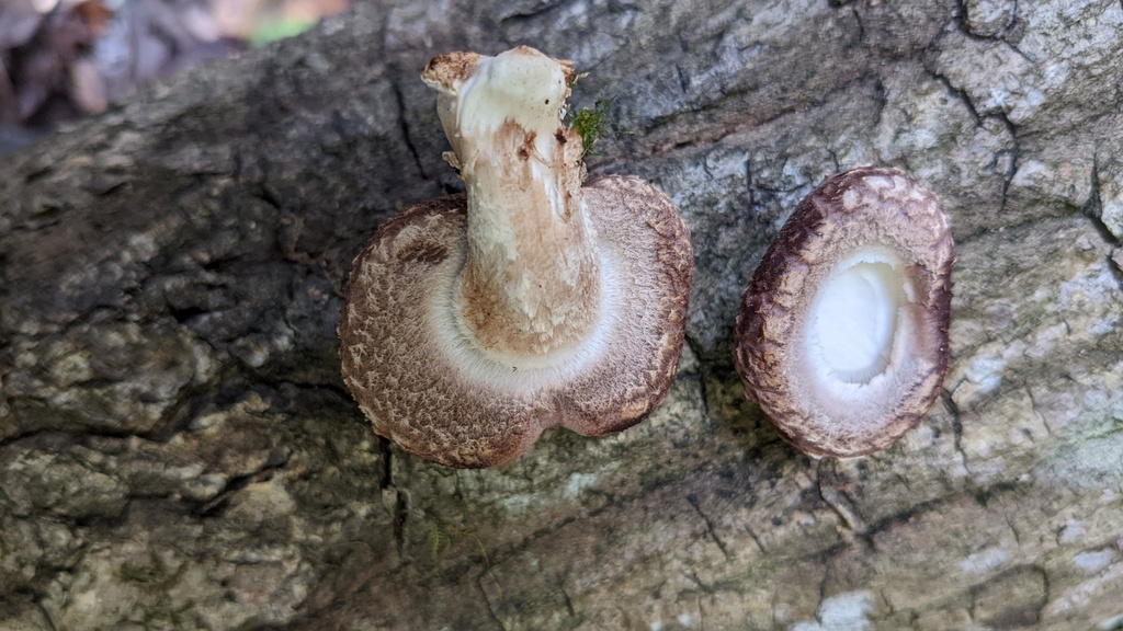 Lentinula edodes · November 2022 · photo: © atsushi_nakajima_cirque (iNaturalist, cc-by)