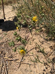 Berkheya heterophylla