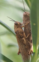 Anacridium aegyptium