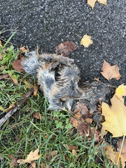 Sylvilagus floridanus