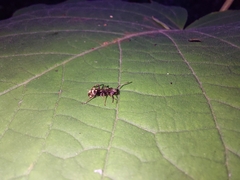 Dolichoderus bispinosus
