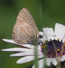 Leptotes pirithous