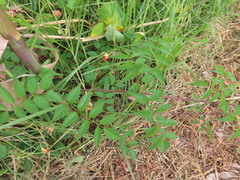 Podranea ricasoliana