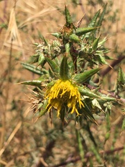 Berkheya heterophylla