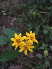 Helianthinae