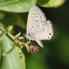 Leptotes pirithous