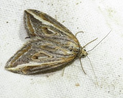 Chesias legatella