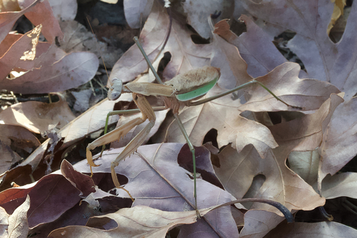 Chinese mantis