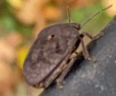 Tetyra bipunctata