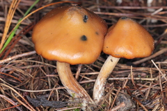 Psilocybe muliercula