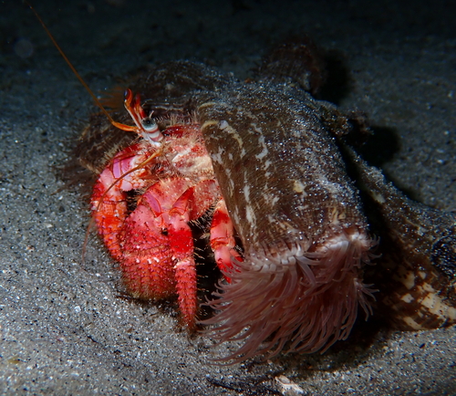 Red Hermit Crab, La Maddalena, Sassari, Italie, photo 9 of 10