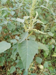 Amaranthus viridis