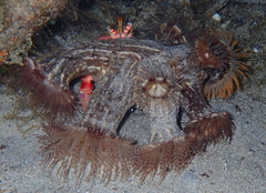 Calliactis parasitica