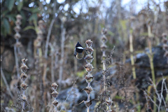 Periparus rubidiventris