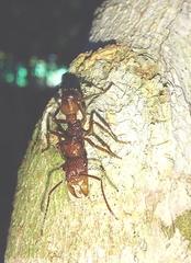 Ectatomma tuberculatum