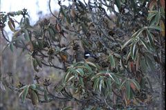 Periparus rubidiventris