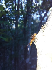 Ectatomma tuberculatum