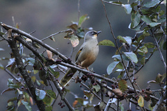 Trochalopteron variegatum