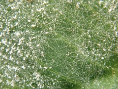 Erysiphe trifoliorum