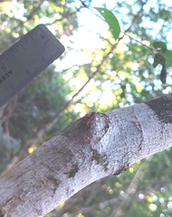 Ectatomma tuberculatum