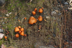 Psilocybe muliercula