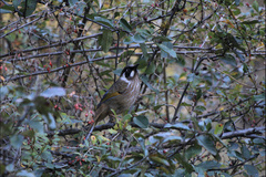 Trochalopteron affine