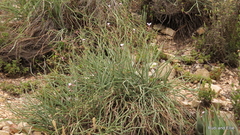 Pelargonium tetragonum