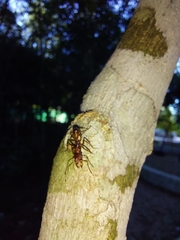 Ectatomma tuberculatum