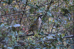 Trochalopteron affine