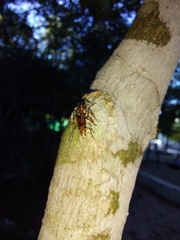 Ectatomma tuberculatum