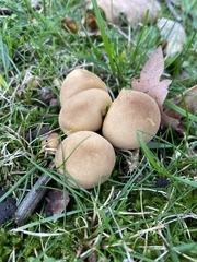 Lycoperdon pratense